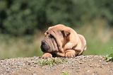 SHAR-PEI 828